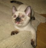 IMG_4258.jpg