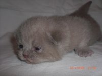 3-й помет Леоны 001.jpg