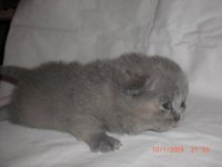 3-й помет Леоны 005.jpg