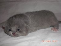 3-й помет Леоны 013.jpg