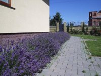 дача знакомых.jpg