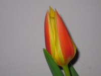 5260.jpg