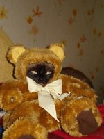 моя кошка в костюме медведя.jpg