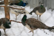 IMG_8382.jpg