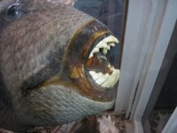2009-02-21 Египет Хургада 063.jpg