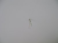 DSC04253.jpg