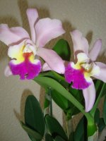 DSC02473.jpg