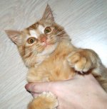 кот4.jpg