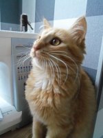 котэ 007.jpg