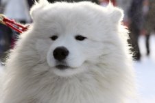 Собаки 1.jpg