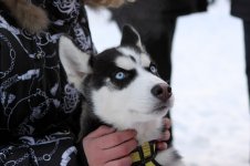 Собака 4.jpg