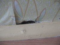 IMG_0240.JPG