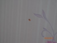 DSC00293.JPG