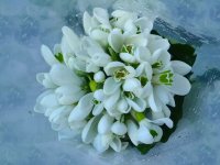 ПОДСНЕЖНИКИ.jpg