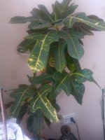 IMG_20130319_132138.jpg