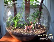 1247702963_9-1220terrarium.jpg