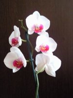 Фото0722.jpg