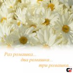 Раз ромашка.jpg