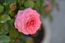 DSC_7302.JPG