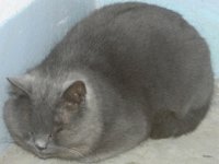 cat.jpg