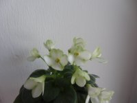 фиалочки 003.jpg