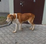 алабай1.jpg