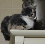 masya (2).JPG