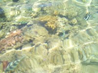 Копия 100_8488.JPG