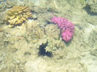 Копия 100_8493.JPG