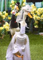 ПАРАД гусей.-4  jpg.jpg