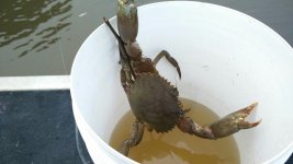 mud crab.jpg