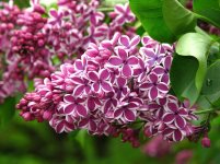 Syringa vulgaris 'Sensation' 4.jpg