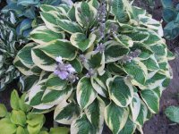 Вайд Брим.jpg