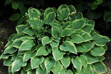 Вероника Лейк.jpg