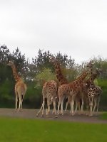 IMG_20150516_125211 сем.jpg