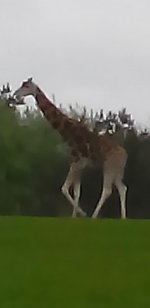 IMG_20150516_125313 сем.jpg