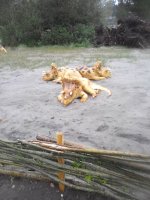 IMG_20150516_151422 сем.jpg