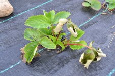 DSC_1250_новый размер.JPG