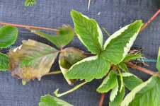 DSC_1251_новый размер.JPG