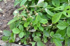 DSC_1258_новый размер.JPG