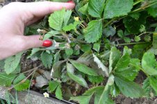 DSC_1260_новый размер.JPG