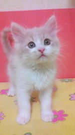 20151022220446+.jpg