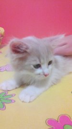 20151022220652+.jpg