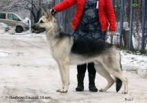 ВЕО Лавбрил Ельдар (10 мес.). Стойка..jpg