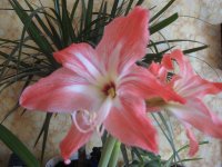 IMG_1192 (Средний).JPG