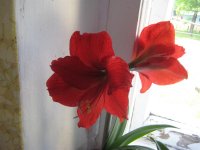 IMG_1267 (Средний).JPG