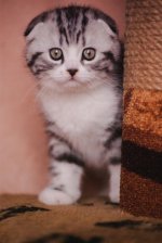 котятки-4.jpg