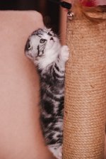 котятки-2.jpg