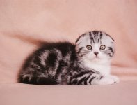 котятки-15.jpg