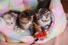 котятки-73.jpg